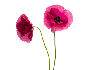 Wall Mural - pink poppies