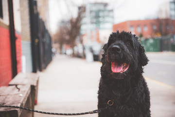 Wall Mural - Dog on streets of Brooklyn