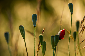 Wall Mural - Poppy seed boxes on summer meadow.