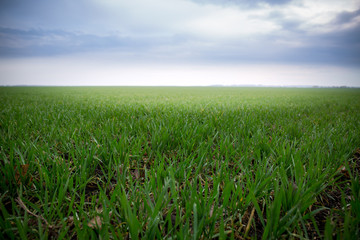 Green farm, spring landscape.