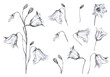 Hand drawn floral set of isolted objects with graphic bluebell flowers and buds on white background