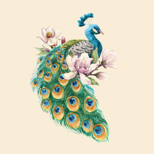 Watercolor Peacock Vector Illustration