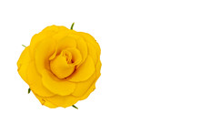 Single Yellow Rose Flower With Green Leaves, Isolated On White Background, Top View