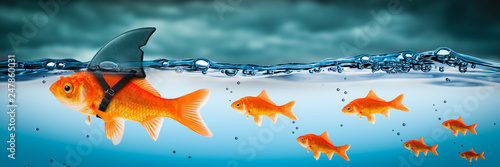 Cuadros en Lienzo Small Brave Goldfish With Shark Fin Costume Leading Others Through Stormy Seas -