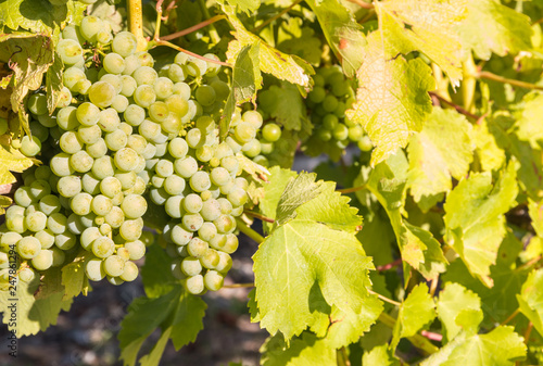 Bunches Of Ripe Sauvignon Blanc Grapes Growing On Vine In