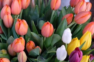 Poster - bouquets de tulipes