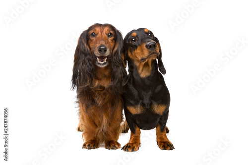 Long Haired And Short Haired Dachshund Buy This Stock Photo And