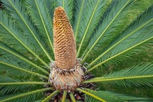 Japanese Palm Fern (Cycas Revoluta) Or Sago Palm, Sago Palm, Inflorescence, Island Terceira, Azores, Portugal, Europe