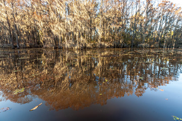 Wall Mural - Caddo Lake State Park