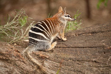 numbat, an emblem of western australia