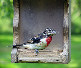 Rose breasted Grosbeak - 2