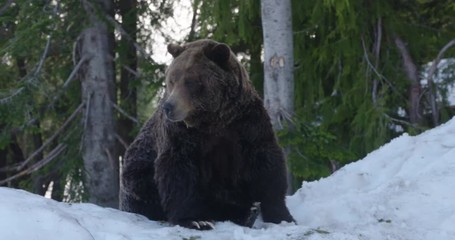 a fierce brown grizzly bear sits atop a snowy hill on a cold, winter's day. shot in slow motion
