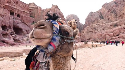 Wall Mural - Close-up view of two beautiful funny camels in the Unesco World Heritage Site of Petra. Petra is a historical and archaeological city in southern Jordan.	