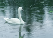 © dzen07 - White Swan