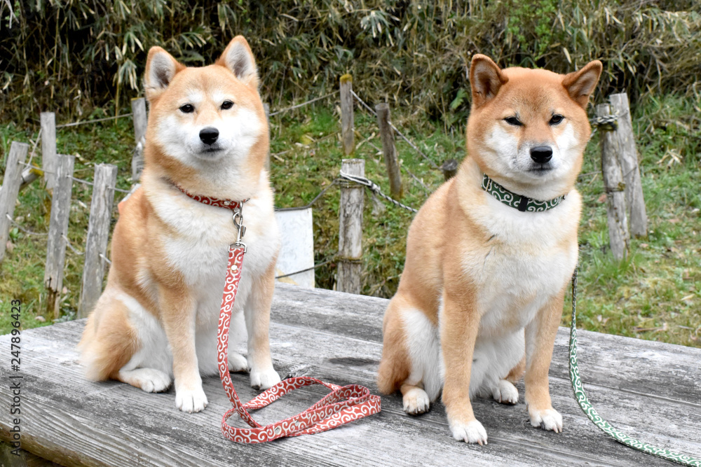 お座りコロンと柴犬♡ お座りコロンと柴犬♡