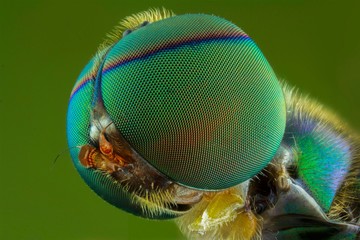 the extreme close up of macro photography