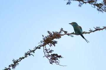 Canvas Print - gambia birding