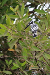 Wall Mural - gambia birding