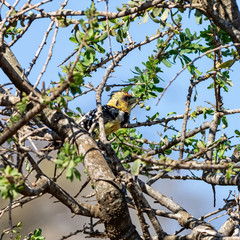 Poster - Crested Barbet