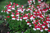 Fototapeta Tulipany - Nemesia flower blooms. White-red carpet of Nemesia strumosa flowers. Bright summer background for any natural idea