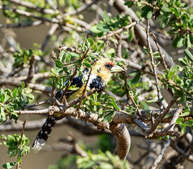 Poster - Crested Barbet