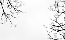 Bare Tree Branches On A Pale White Background