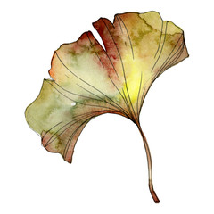 Ginkgo biloba green leaf plant foliage. Watercolor background illustration set. Isolated ginkgo illustration element.