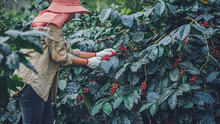 Agriculture, Coffee Garden Coffee Tree With Coffee Beans, Female Workers Are Harvesting Ripe Red Coffee Beans.