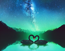 Beautiful Black Swan In Heart Shape On Lake In Milky Way Light .Love Bird Concept