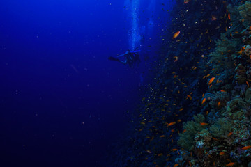 Wall Mural - tiny fish - Coral reef at the Red Sea, Egypt