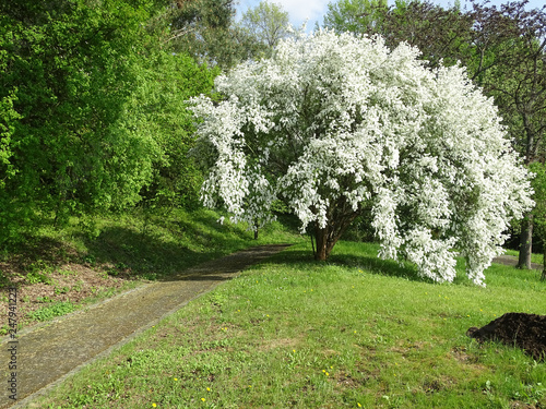 Baum Baume Fruhling Fruhjahr Exochorda Giraldii Rosaceae