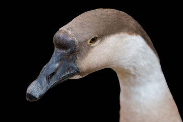 goose on black background