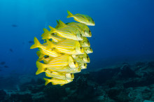 Panamic Porkfish (Anisotremus Taeniatus),colorful Yellow Fish In A School, Baitball Or Tornado, The Sea Of Cortez. Cabo Pulmo, Baja California Sur, Mexico. Cousteau Named It The World's Aquarium.