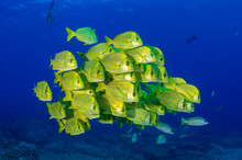Panamic Porkfish (Anisotremus Taeniatus),colorful Yellow Fish In A School, Baitball Or Tornado, The Sea Of Cortez. Cabo Pulmo, Baja California Sur, Mexico. Cousteau Named It The World's Aquarium.