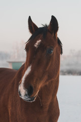 Two beautiful adult domestic horses  standing and walking on the snowy field on a cold overcast day in the winter . Isolated on white, sunny field. Horses in Latvia 