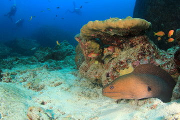 Poster - Moray and scuba divers