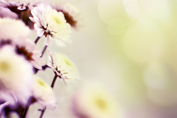 Wall Mural - Macro flowers and glare. Chrysanthemums in soft light. Flowers in spring and summer. Floral design on a blurred background.