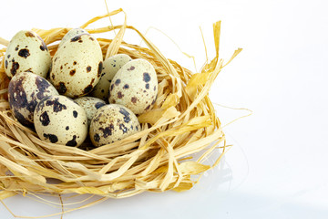 quail eggs in a nest isolated white background