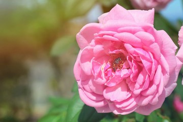 Beautiful pink rose with bee inside. Nature, flower and Valentine' s day concept.