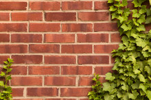 Distressed Red Brick Wall With Ivy Growing On It