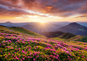 Wall Mural - mountains during flowers blossom and sunrise. flowers on the mountain hills. beautiful natural lands