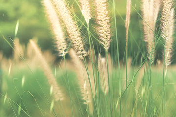 Wall Mural - Nature background. African fountain flower is blooming flower on blurry grass field