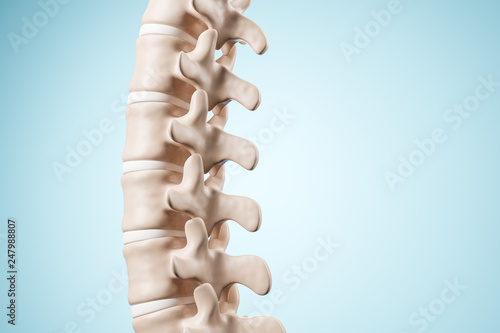 Cuadros en Lienzo Realistic human spine illustration