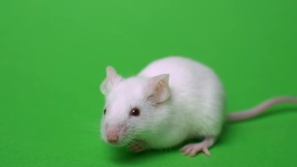 Wall Mural - White mouse is cleaned and runs on a green background