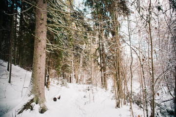 Wall Mural - European forest in winter