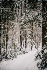 Wall Mural - European forest in winter