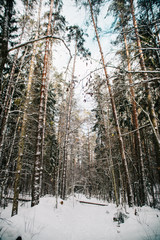 Wall Mural - European forest in winter