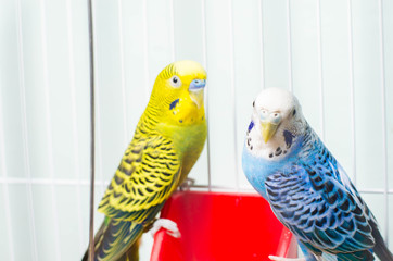 wavy parrot couple