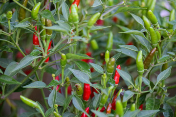 Wall Mural - Chilli Pepper at garden