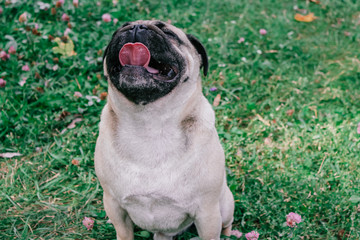 Wall Mural - pug for a walk in the park